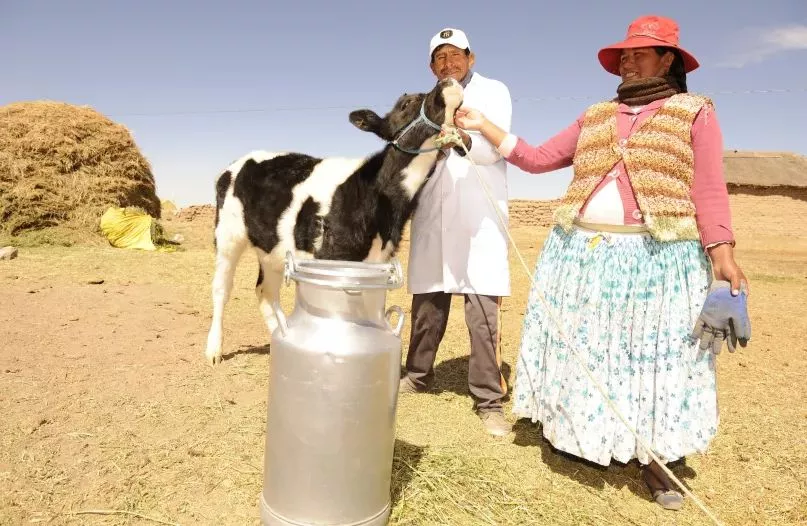 Un hombre y una mujer parados con una ternera y un tarro de leche, en Bolivia.