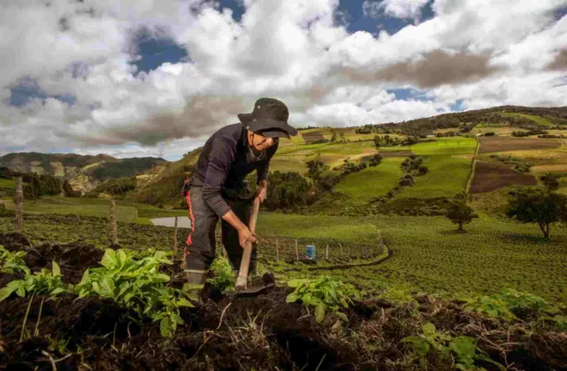 Hombre en un campo trabajando su cosecha de papa con una azada en Colombia. 
