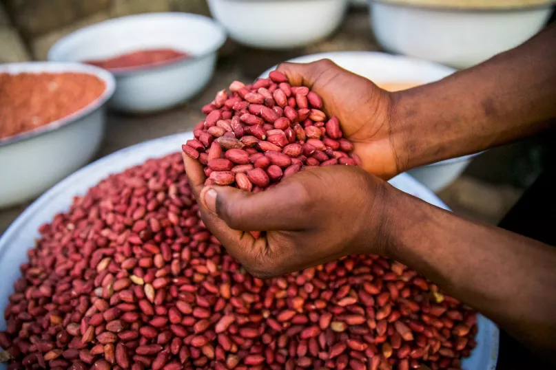 Mains saisissant une poignées de haricots rouges secs au Nigeria.