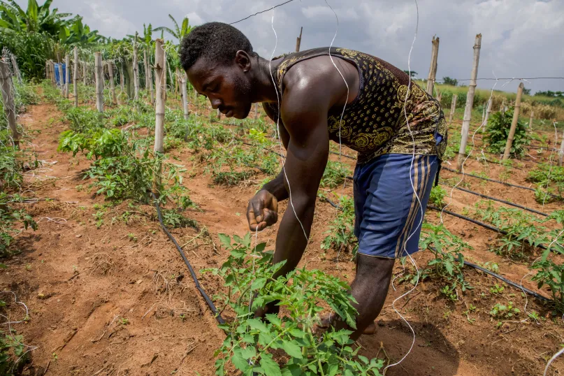 Un fermier plante des tomates et des oignons au Nigeria.