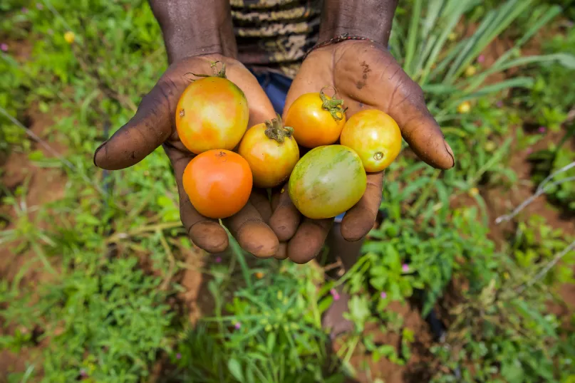 Tomates fraiches, Nigeria. CGAP Photo (Temilade Adelaja via Communication for Development Ltd)