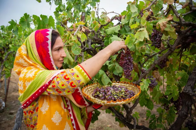 Woman with colorful scarf picking grapes in Pakistan.