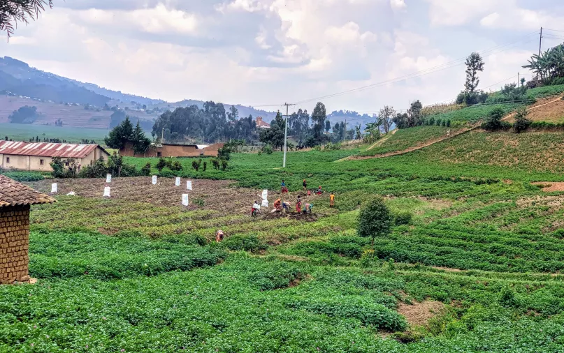 Irish Potato smallholders in Musanze, Rwanda.