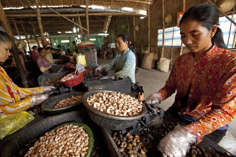 Processing cashews, Vietnam.