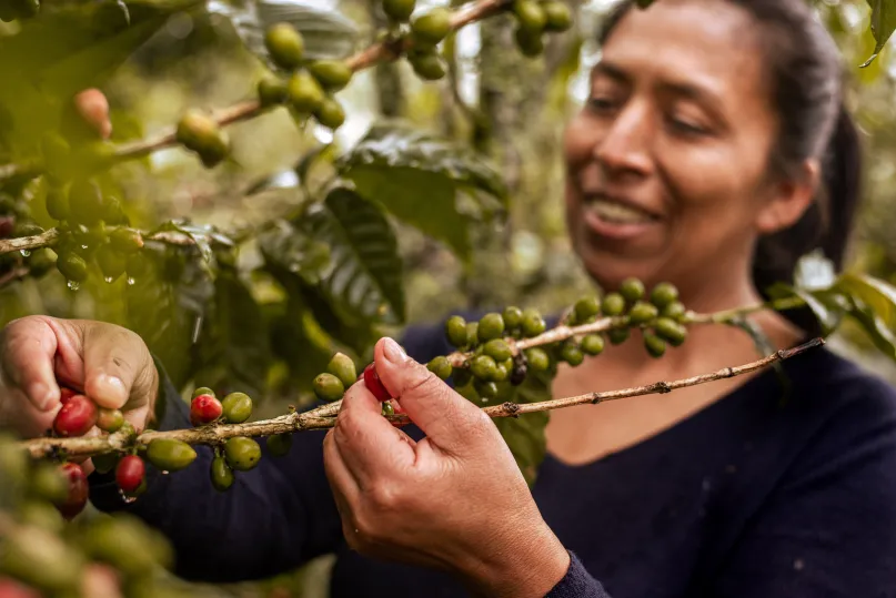 Mujer en plantación de café en el Cajibio, Cauca, Colombia