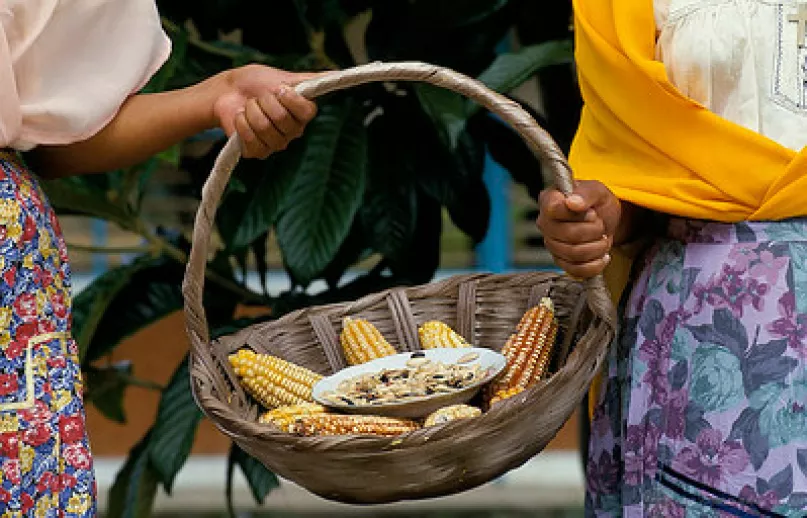Manos sosteniendo una canasta de maíz.