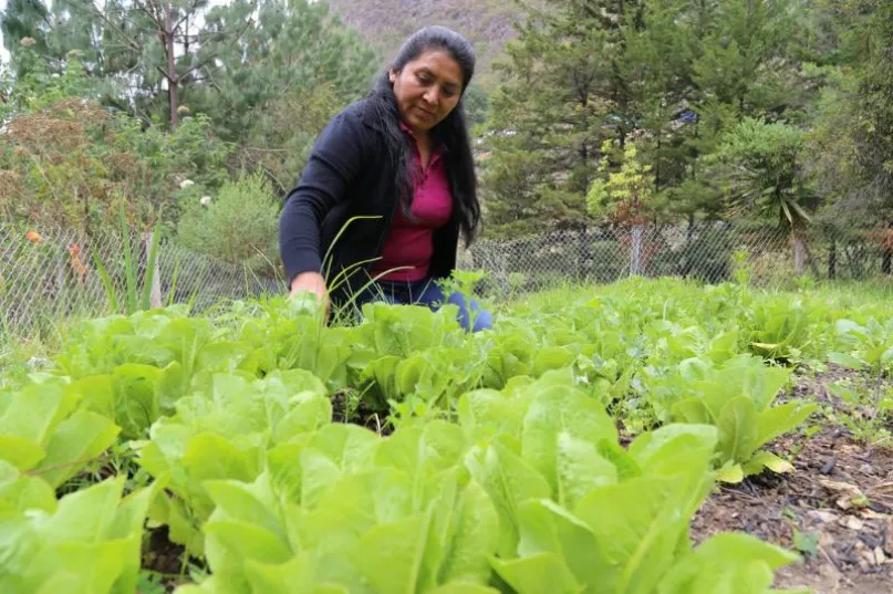 Mujer en un plantío de lechugas.