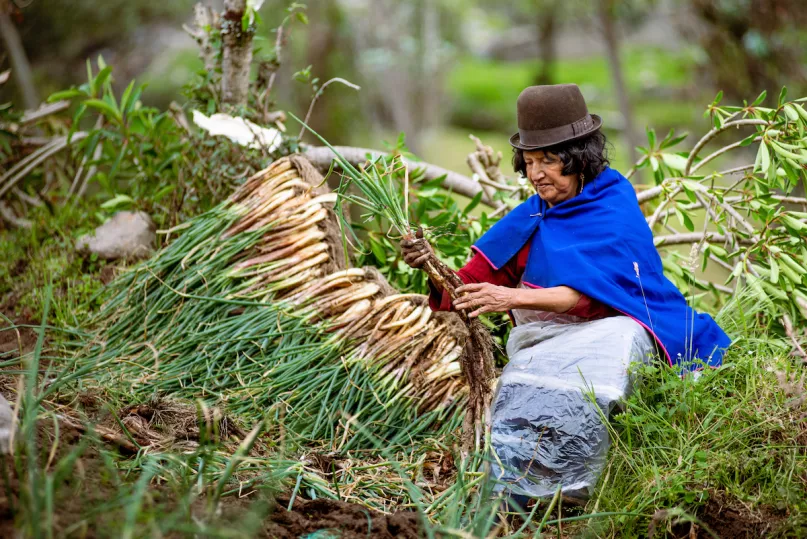 Woman harvests onions in Colombia.