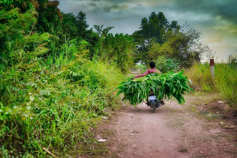 Man on a motorcycle piled high with greenery, driving on a dirt path through green bushes and trees.