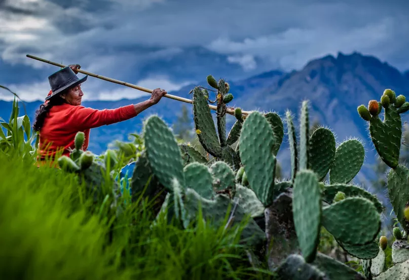 Una mujer cosechando cactus. Por David Martin Huamani Bedoya, Concurso de Fotografía CGAP 2017.