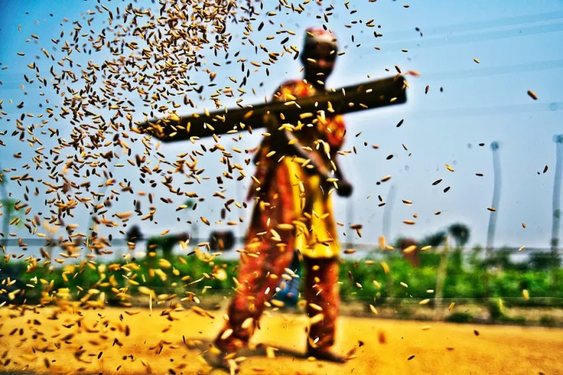 Récolte de riz. Photo de Sazzid Ahmed. Concours photos du CGAP 2015.