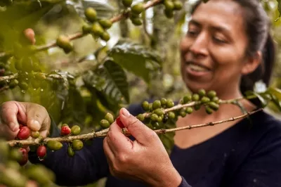 Mujer con una rama de café en sus manos en Colombia.