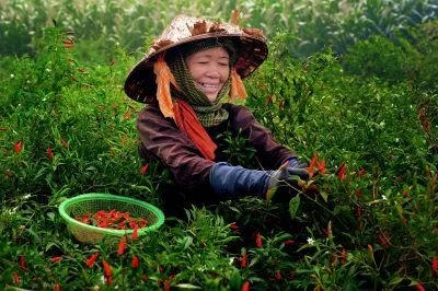 Woman in straw hat picking red chilis.