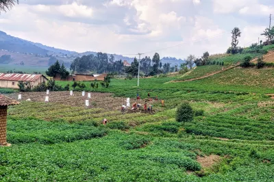 Irish Potato smallholders in Musanze, Rwanda.