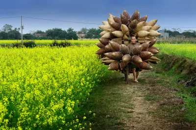 Farmer pulling a wheel barrow with bundles of crop through a field