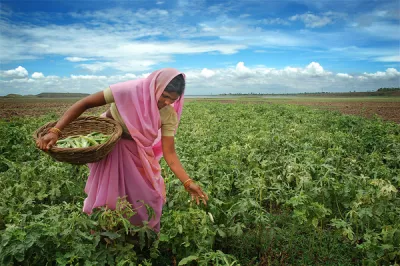 A female farmer in a pink sari plucks okra