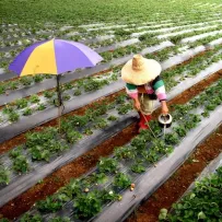 Strawberry farm in the Philippines.