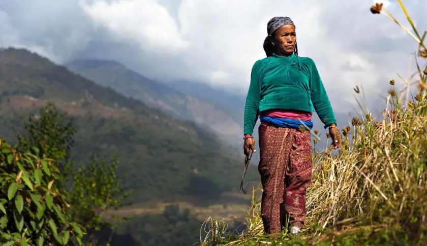 Nepali woman standing in the mountains harvesting millet.