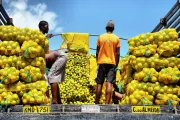 Deux hommes sur un marché au Brésil vendent des agrumes.