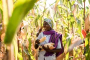 A woman harvests maize in Rwanda.