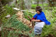 Woman harvests onions in Colombia.