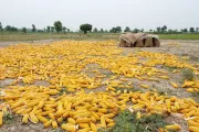 تجفيف محصول الذرة. تصوير عائشة فلياني، مؤسسة واصل، باكستان.