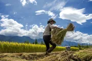 A woman in Yunnan province in China harvests rice.
