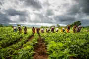 Farming in Kenya. Photo credit: Wim Opmeer, 2016 CGAP Photo Contest.