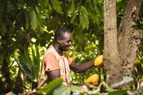 A man collecting cocoa beans from a tree.