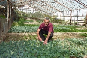 جينيل مخيتاريان مزارع في بلدة أشتارك في أرمينيا يزرع 15 جنساً و 60 نوعًا من الخضار في دفيئته.